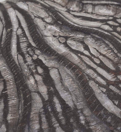 Moycor Decorazione da parete Marine Marrone