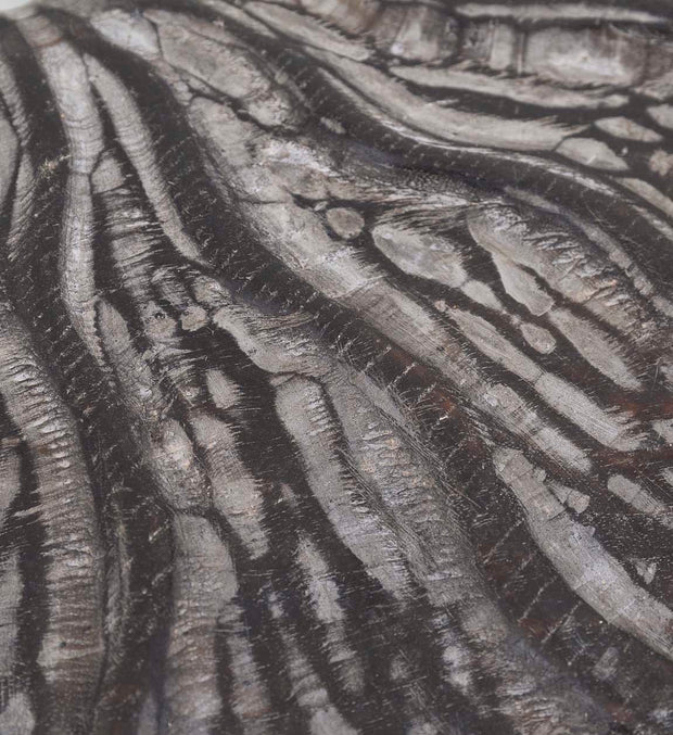 Moycor Decorazione da parete Marine Marrone