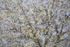 Mauro Ferretti Dipinto Su Tela Tree Simple -A- cm 80x3,8x120