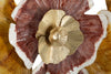 Pannello In Ferro Clow cm 92,1x8,3x51,4 (1)