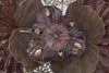 Pannello In Ferro Flowery cm 118x10x58 (2)