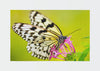 Oyo Passatoia Rugero 0030M Multicolore
