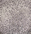 Piatto decorativo Antique Piccola Argento (2)