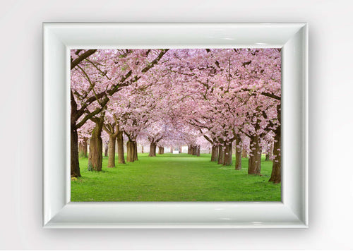 Quadro Incorniciato Cherry Orchard Multicolore & OYOTR-5BC41580 & OYOTR-5BC41580 & OYOTR-5BC41580