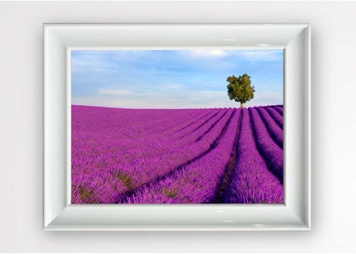 Quadro Incorniciato Lavanda Multicolore & OYOTR-5BC340922 & OYOTR-5BC340922 & OYOTR-5BC340922