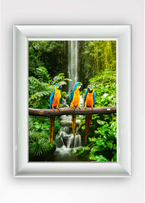 Quadro Incorniciato Parrot Multicolore & OYOTR-5BC2547637 & OYOTR-5BC2547637 & OYOTR-5BC2547637