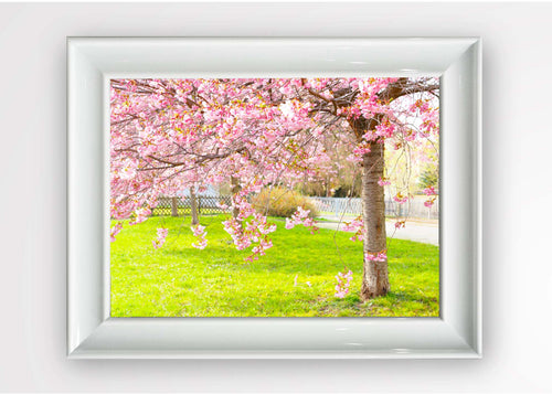 Quadro Incorniciato Pink Blossom Multicolore & OYOTR-5BC4383043 & OYOTR-5BC4383043