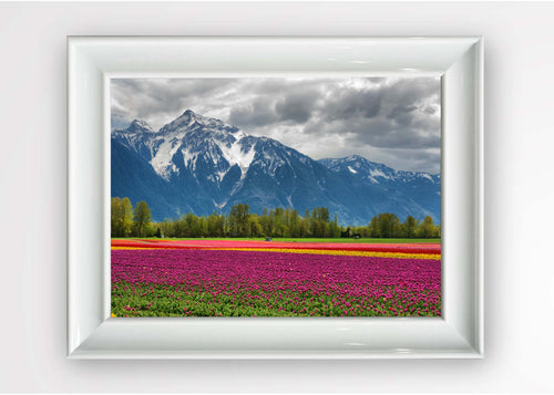 Quadro Incorniciato Tulips Field Multicolore & OYOTR-5BC1043142 & OYOTR-5BC1043142