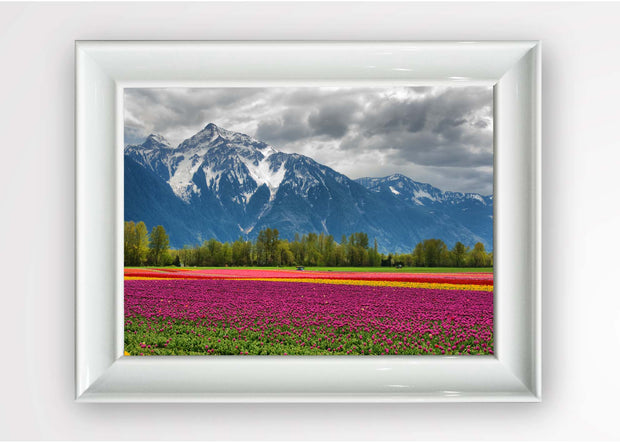 Quadro Incorniciato Tulips Field Multicolore & OYOTR-5BC1043142 & OYOTR-5BC1043142