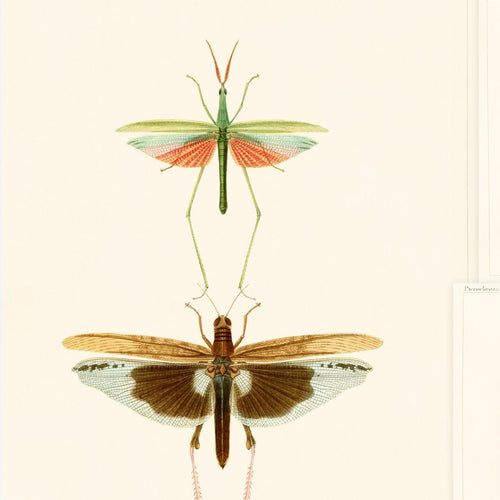 Set 3 rotoli Carta da parati stampata Entomologia digitale
