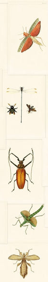 Set 3 rotoli Carta da parati stampata Entomologia digitale (2)