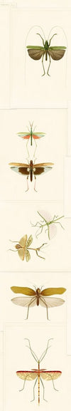 Set 3 rotoli Carta da parati stampata Entomologia digitale (3)