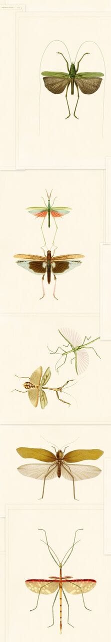 Set 3 rotoli Carta da parati stampata Entomologia digitale (3)