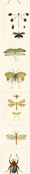 Set 3 rotoli Carta da parati stampata Entomologia digitale (4)