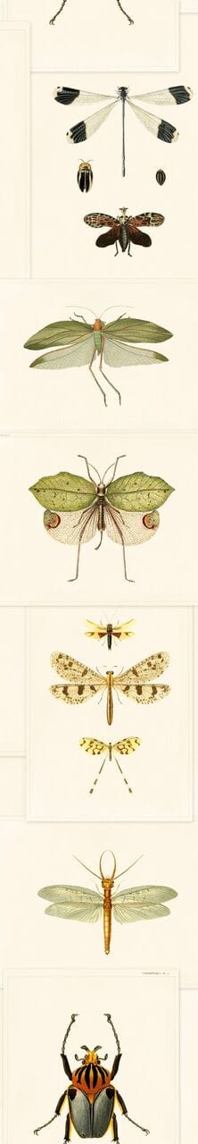Set 3 rotoli Carta da parati stampata Entomologia digitale (4)