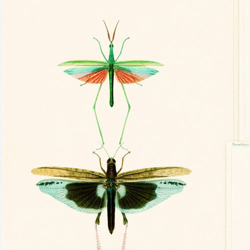 Set 3 rotoli Carta da parati stampata verde Entomologia digitale