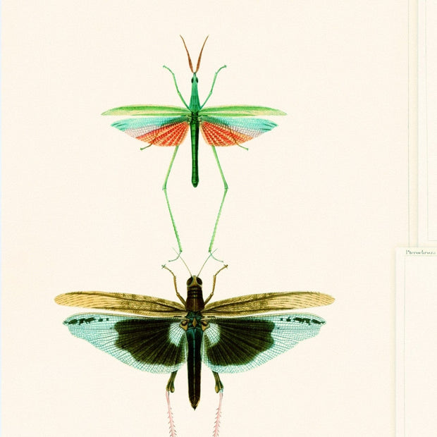 Set 3 rotoli Carta da parati stampata verde Entomologia digitale
