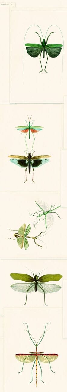 Set 3 rotoli Carta da parati stampata verde Entomologia digitale (2)