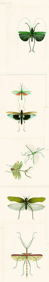 Set 3 rotoli Carta da parati stampata verde Entomologia digitale (2)