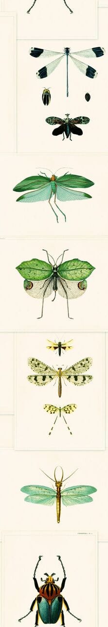 Set 3 rotoli Carta da parati stampata verde Entomologia digitale (3)
