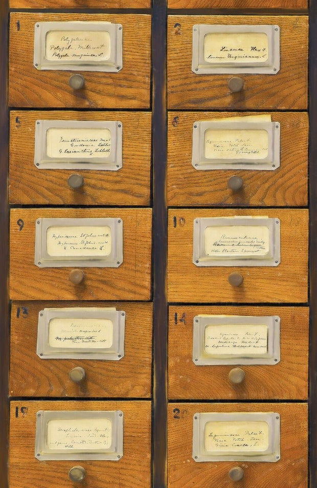 Set di 3 rotoli Carta da parati digitale stampata Apothecary (4)