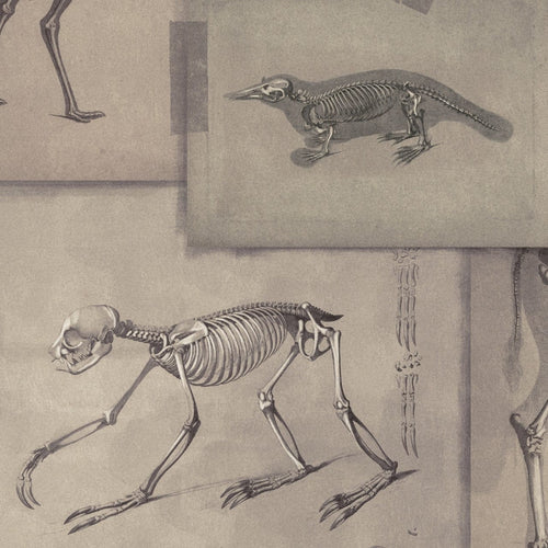 Set di 3 rotoli Carta da parati digitale stampata Zooarchaeology