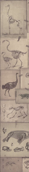 Set di 3 rotoli Carta da parati digitale stampata Zooarchaeology (3)