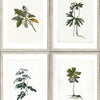 Set di 3 rotoli Carta da parati stampata Botanica digitale