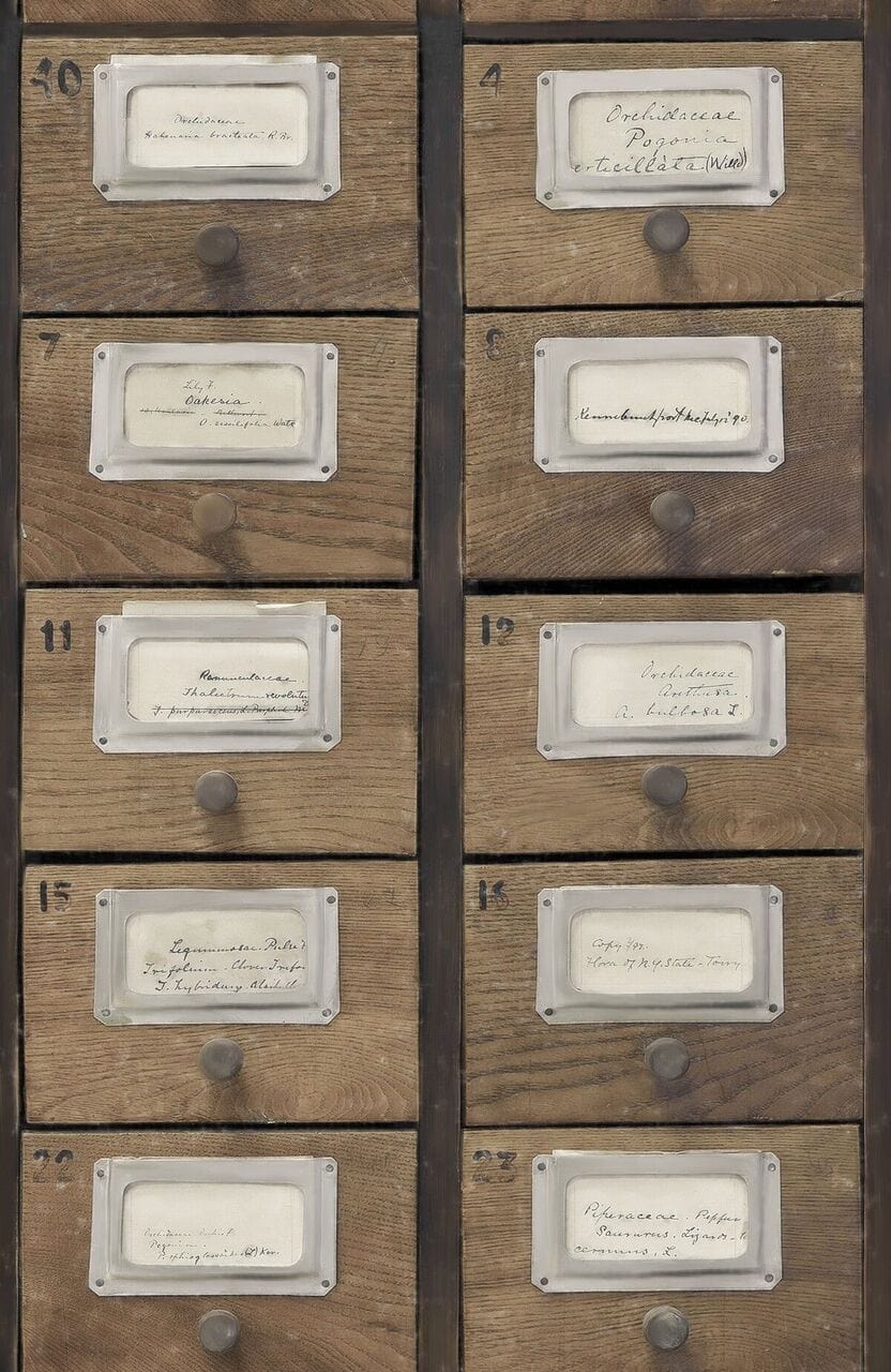 Set di 3 rotoli di carta da parati stampata in digitale Apothecary Neutral (1)