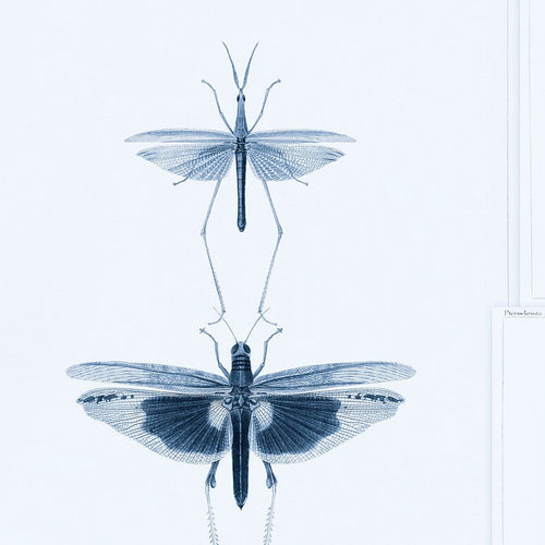 Set di 3 rotoli di carta da parati stampata in digitale Entomologia Blu