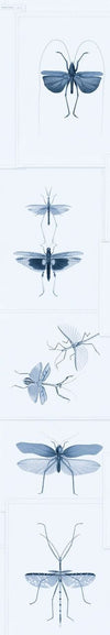 Set di 3 rotoli di carta da parati stampata in digitale Entomologia Blu (2)