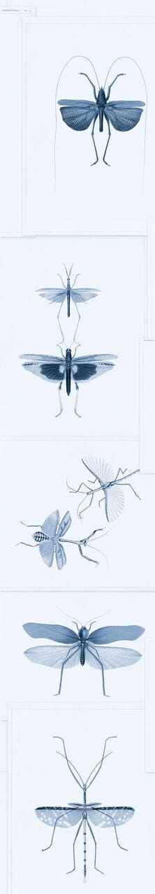Set di 3 rotoli di carta da parati stampata in digitale Entomologia Blu (2)