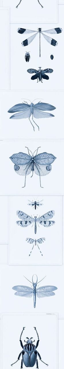 Set di 3 rotoli di carta da parati stampata in digitale Entomologia Blu (3)