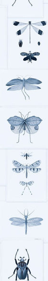 Set di 3 rotoli di carta da parati stampata in digitale Entomologia Blu (3)