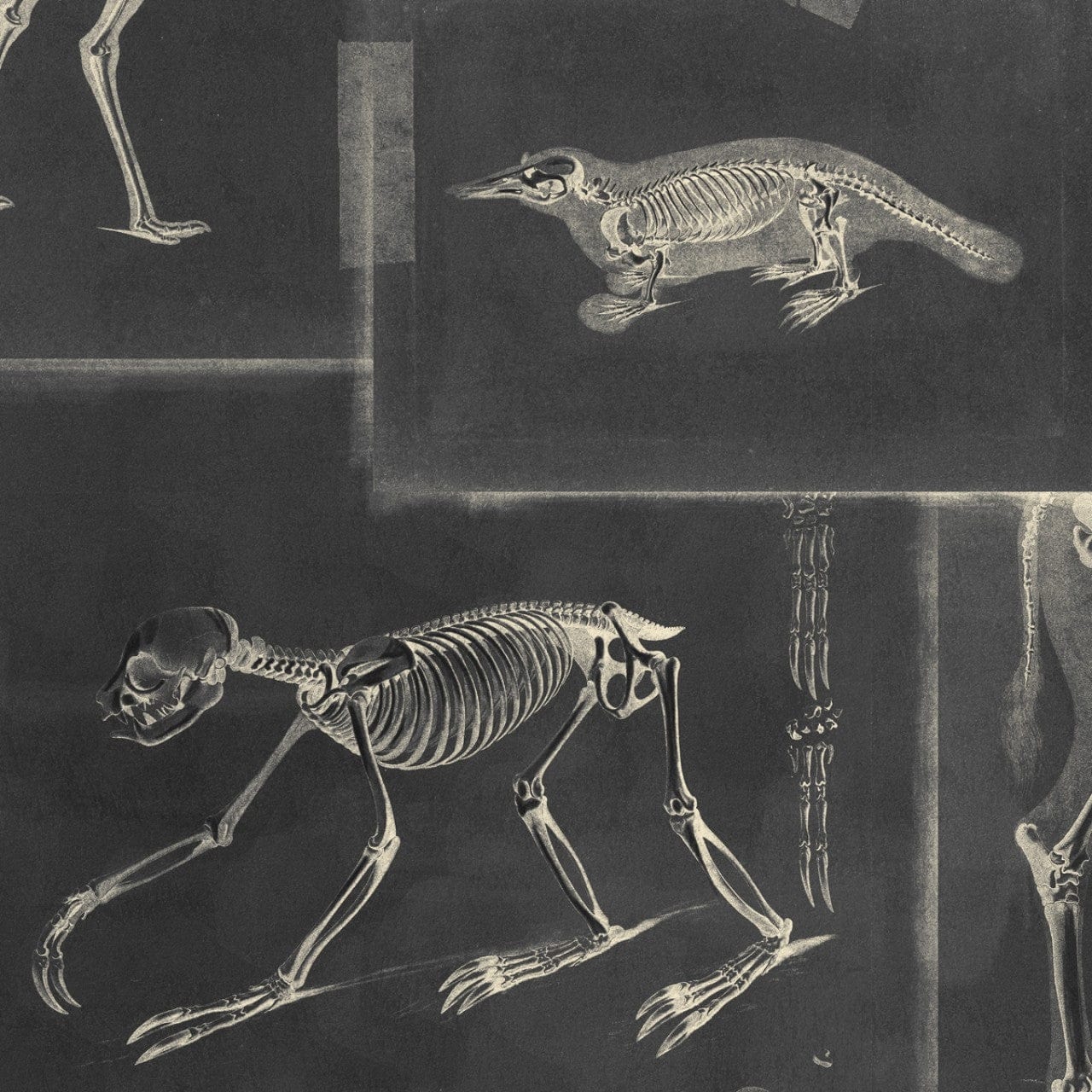 Set di 3 rotoli di carta da parati stampata in digitale Zooarchaeology Antracite
