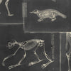 Set di 3 rotoli di carta da parati stampata in digitale Zooarchaeology Antracite