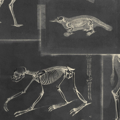 Set di 3 rotoli di carta da parati stampata in digitale Zooarchaeology Antracite
