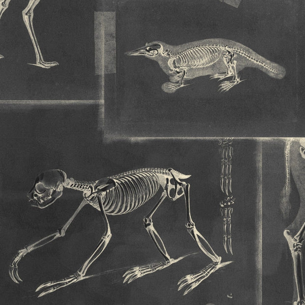 Set di 3 rotoli di carta da parati stampata in digitale Zooarchaeology Antracite