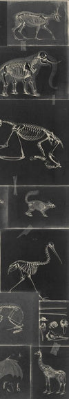 Set di 3 rotoli di carta da parati stampata in digitale Zooarchaeology Antracite (2)