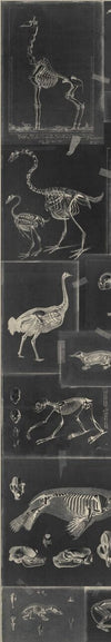 Set di 3 rotoli di carta da parati stampata in digitale Zooarchaeology Antracite (3)
