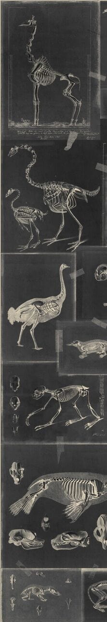 Set di 3 rotoli di carta da parati stampata in digitale Zooarchaeology Antracite (3)