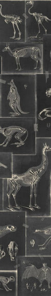 Set di 3 rotoli di carta da parati stampata in digitale Zooarchaeology Antracite (4)