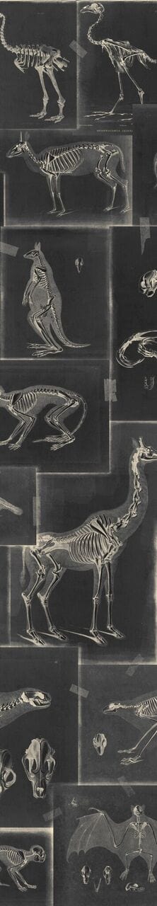 Set di 3 rotoli di carta da parati stampata in digitale Zooarchaeology Antracite (4)