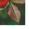 Tappeto Rugero 0028M Multicolore (2)