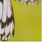 Tappeto Rugero 0030M Multicolore (2)