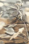 AGNLPL-NATURAL-RAMO-BEIGE